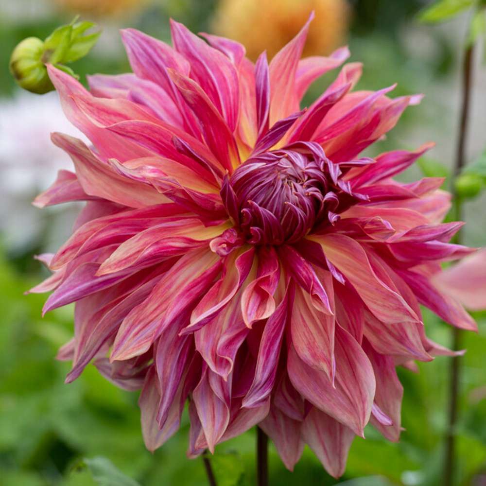 Dahlia 'Penhill Dark Monarch'